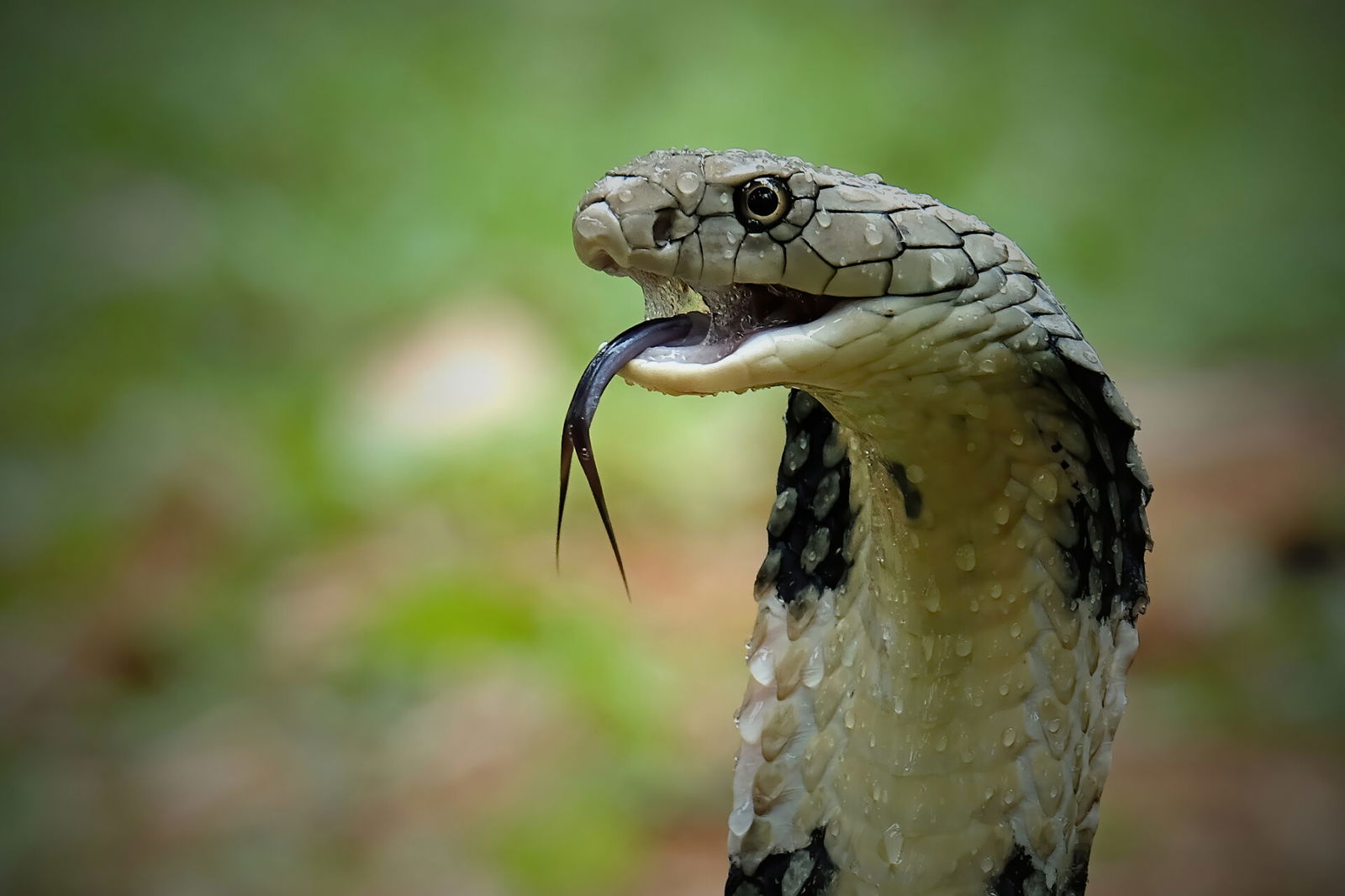 Man Allegedly Kills Wife and Child With Deadly Cobra In India