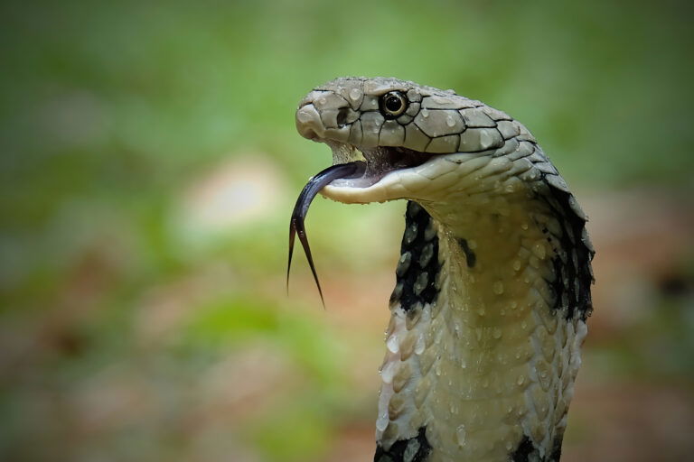 Man Allegedly Kills Wife and Child With Deadly Cobra In India