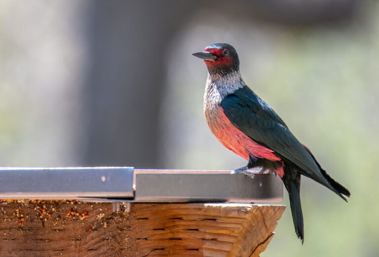 Racists’ Feathers Are Ruffled After Reckoning With Antiracist Birds Naming