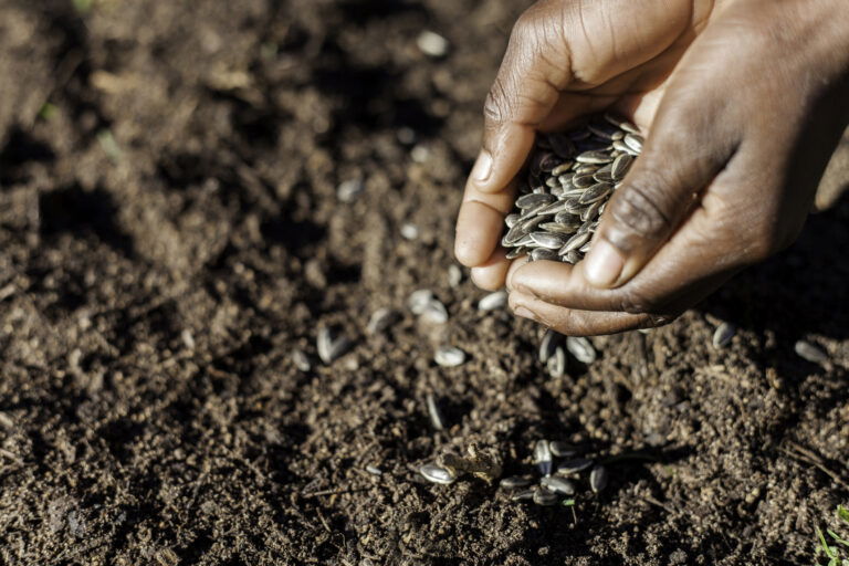 This BIPOC Farmer’s Collective Sows More Seeds With California State Grant