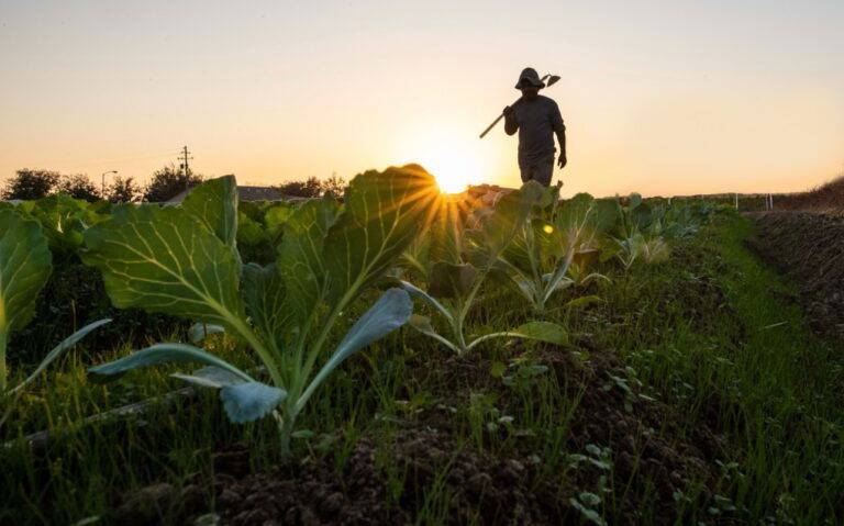 Philip Cobbs, 600-acre Farmland, Virginia