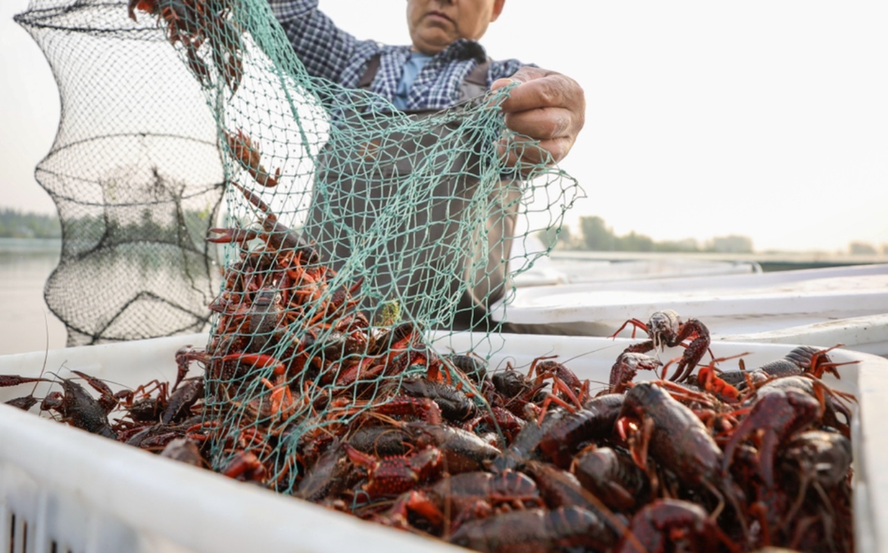 Crawfish Harvest