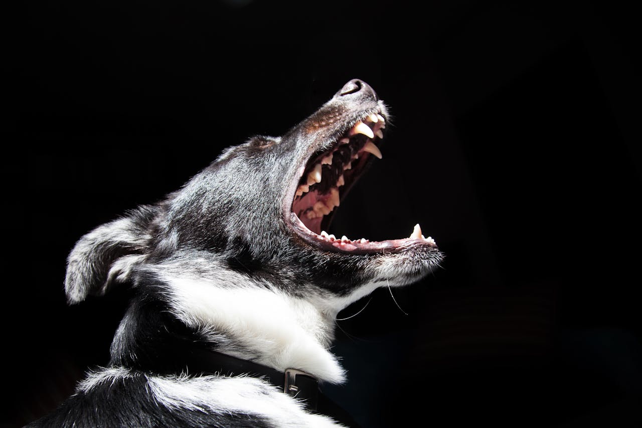 Dog attack, Florida, girl,Rottweiler