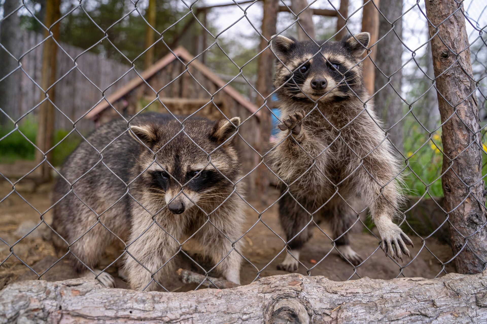 Washington, raccoons, feeding,