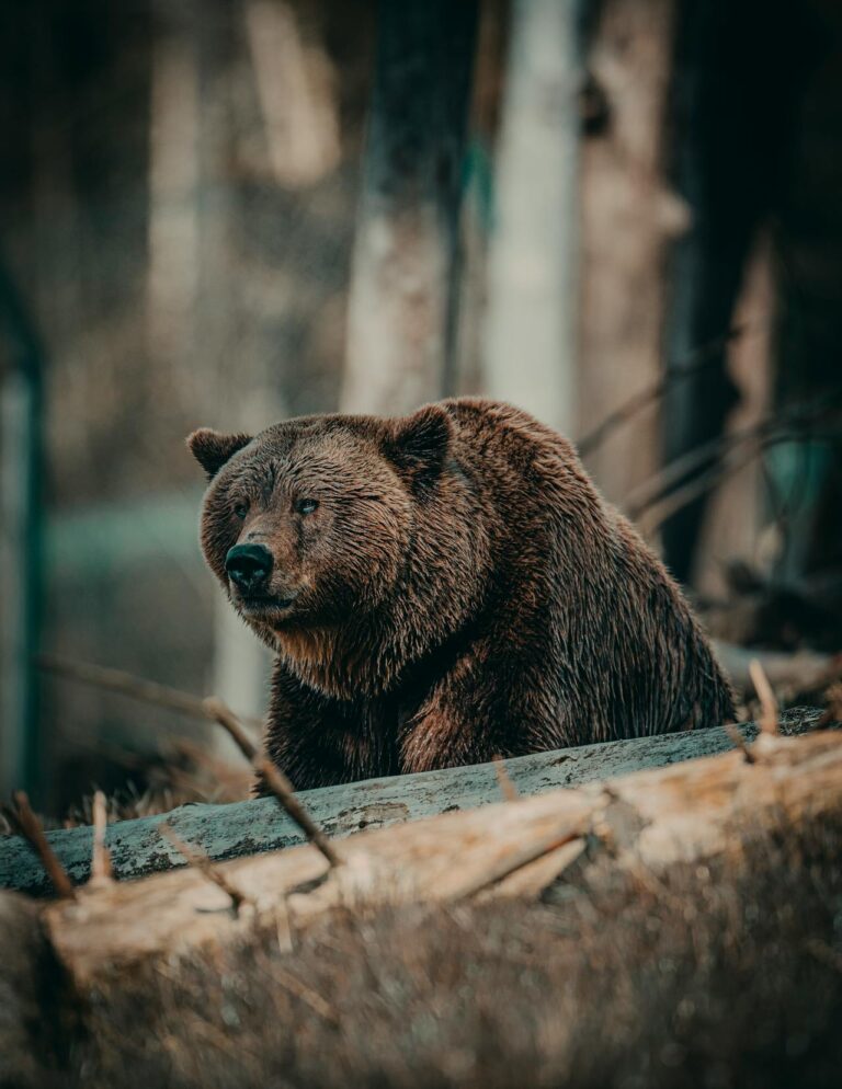 arrest, bear, attacks, human, costume