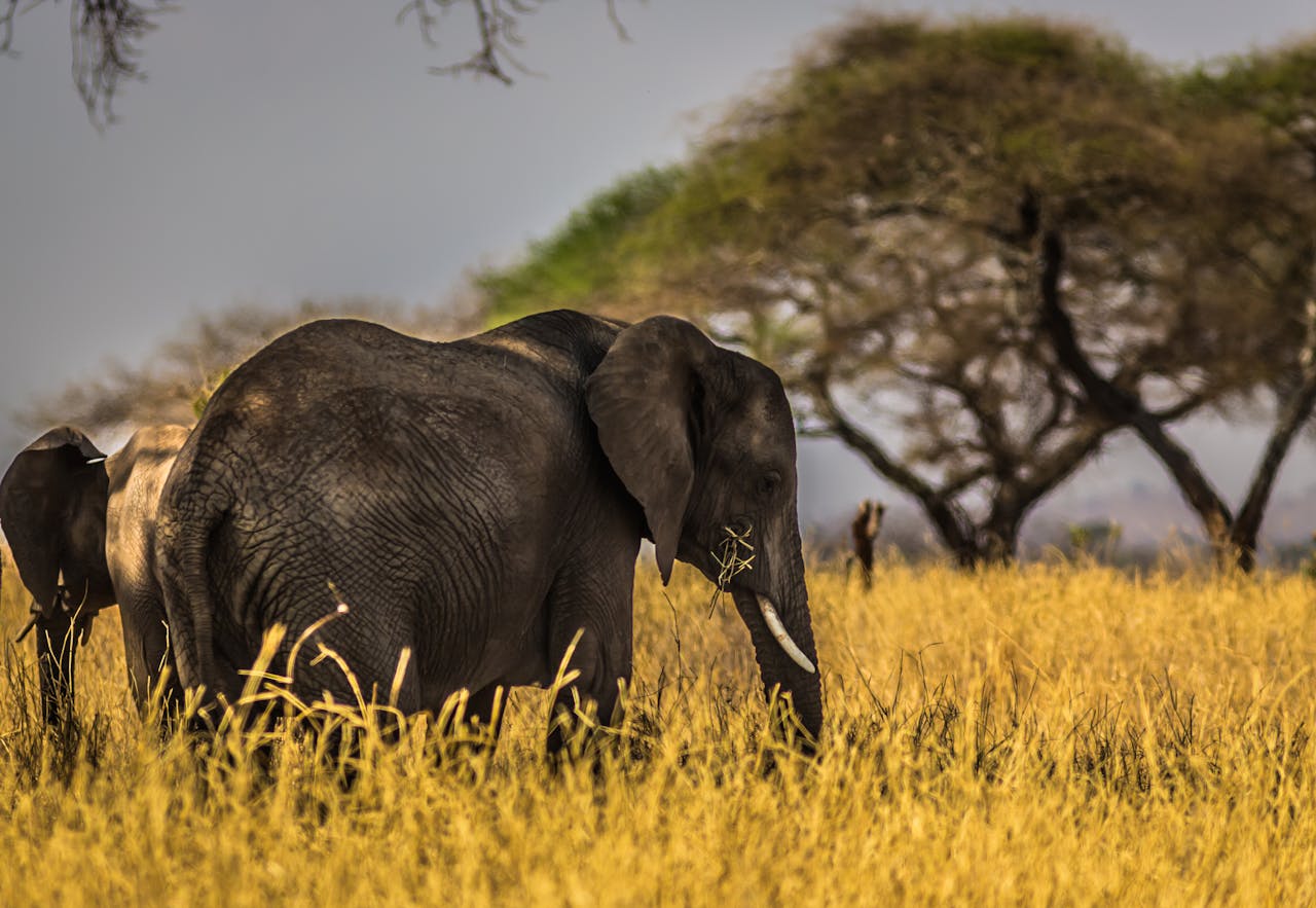 Zimbbabwe, elephant, lions, state park,Tinotenda Pundu