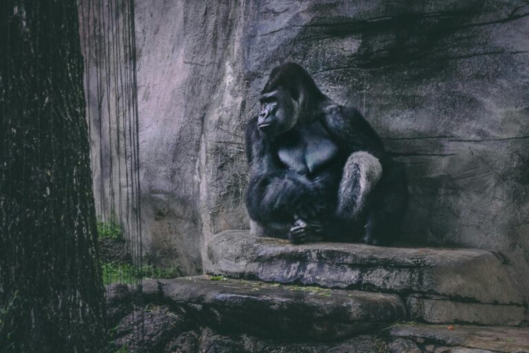 gorilla